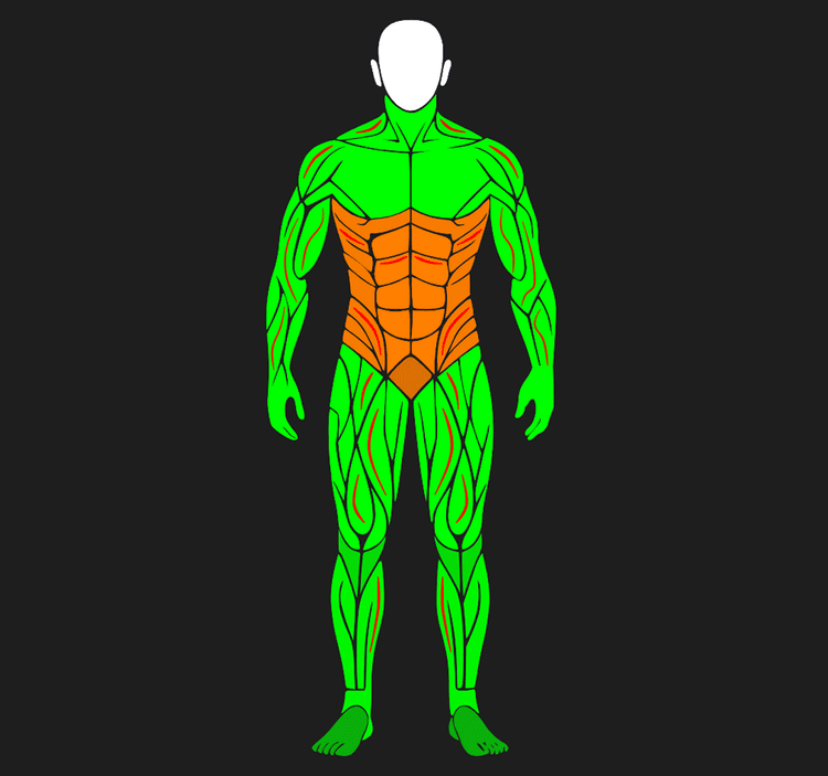 Detailed analytics of your physique